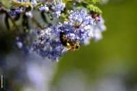 /album/macro/a0026337-ok-jpg/